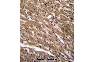 BTG3 Antibody (Center) immunohistochemistry analysis in formalin fixed and paraffin embedded human heart tissue followed by peroxidase conjugation of the secondary antibody and DAB staining.