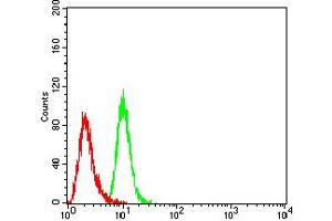 Flow cytometric analysis of Hela cells using P2RY2 mouse mAb (green) and negative control (red).
