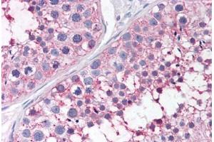 Anti-PTGES antibody  ABIN1049251 IHC staining of human testis. (Prostaglandin E Synthase anticorps  (N-Term))