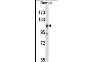 Western blot analysis of C11orf30 Antibody (N-term) (ABIN653429 and ABIN2842873) in Ramos cell line lysates (35 μg/lane). (EMSY anticorps  (N-Term))
