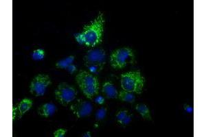Anti-HIBCH mouse monoclonal antibody (ABIN2453126) immunofluorescent staining of COS7 cells transiently transfected by pCMV6-ENTRY HIBCH (RC209814). (HIBCH anticorps)