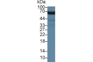 Western blot analysis of Human 293T cell lysate, using Rabbit Anti-Mouse MPP6 Antibody (5 µg/ml) and HRP-conjugated Goat Anti-Rabbit antibody (abx400043, 0.