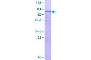 Image no. 1 for ARP1 Actin-Related Protein 1 Homolog B, Centractin beta (ACTR1B) (AA 1-376) protein (GST tag) (ABIN1305782)