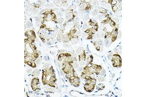 Immunohistochemistry of paraffin-embedded mouse stomach using LRRC59 Rabbit pAb  at dilution of 1:100 (40x lens). (LRRC59 anticorps  (AA 1-244))