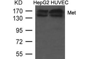 Western blot analysis of extracts from HepG2 and HUVEC cells using Met (Ab-1234/1235) Antibody. (c-MET anticorps  (AA 1232-1237))