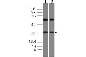 Image no. 1 for anti-Homeobox D8 (HOXD8) (AA 80-285) antibody (ABIN5027260) (HOXD8 anticorps  (AA 80-285))