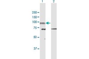 Western Blot analysis of SLC26A6 expression in transfected 293T cell line by SLC26A6 MaxPab polyclonal antibody. (SLC26A6 anticorps  (AA 1-758))