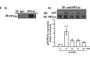 Effects of PMC on the regulation of PP2A in LPS/IFN-γ-stimulated VSMCs. (PPP2CA anticorps  (C-Term))