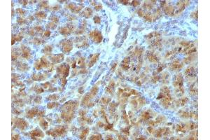 Formalin-fixed, paraffin-embedded Mouse Pancreas stained with CELA3B Mouse Monoclonal Antibody (CELA3B/1257). (Elastase 3B anticorps  (AA 82-238))