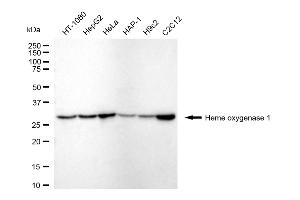 Western blotting analysis using Heme Oxygenase 1 antibody (ABIN7798885).