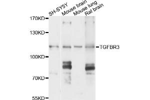 Western blot analysis of extracts of various cell lines, using TGFBR3 antibody (ABIN6003500) at 1/1000 dilution. (TGFBR3 anticorps)