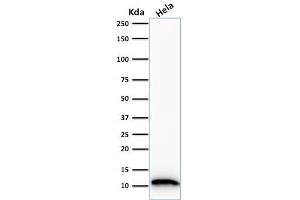 Western Blot Analysis of HeLa cell lysate using S100A4 Mouse Monoclonal Antibody (S100A4/1481). (s100a4 anticorps  (AA 1-200))