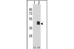 Western blot analysis of DUSP6 (arrow) using rabbit polyclonal DUSP6 Antibody (N-term) (ABIN1539487 and ABIN2849153).