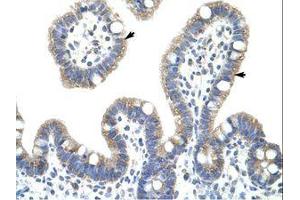 Image no. 1 for anti-NF-kappa-B inhibitor beta (NFKBIB) (AA 282-331) antibody (ABIN203071)