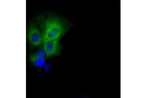 Anti-PASK mouse monoclonal antibody (ABIN2453423) immunofluorescent staining of COS7 cells transiently transfected by pCMV6-ENTRY PASK (RC209096). (PASK anticorps)