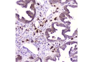 IHC analysis of Ribonuclease 3 using anti-Ribonuclease 3 antibody (ABIN5693221).