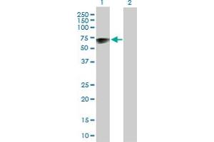 Western Blot analysis of TSPYL1 expression in transfected 293T cell line by TSPYL1 MaxPab polyclonal antibody. (TSPYL1 anticorps  (AA 1-438))