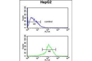 Flow cytometric analysis of HepG2 cells (bottom histogram) compared to a negative control cell (top histogram). (SFT2D3 anticorps  (N-Term))