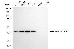 Western blotting analysis using glutaredoxin 3 antibody (ABIN7798750).