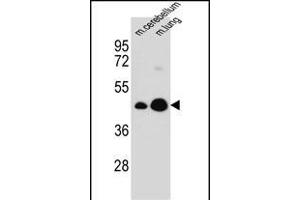 ITM2B Antibody (C-term) (ABIN657087 and ABIN2846247) western blot analysis in mouse cerebellum,lung tissue lysates (35 μg/lane). (ITM2B anticorps  (C-Term))