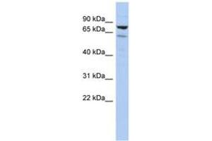 Image no. 1 for anti-Chromosome 1 Open Reading Frame 103 (C1orf103) (AA 683-732) antibody (ABIN6743996)