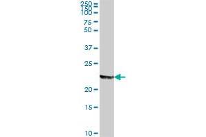 MFAP2 MaxPab polyclonal antibody.