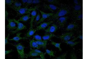 Image submitted by One World Lab validation program.