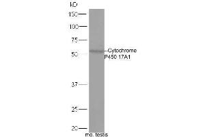Mouse Testis lysates probed with Rabbit Anti-Cytochrome P450 17A1 Polyclonal Antibody, Unconjugated  at 1:5000 for 90 min at 37˚C.