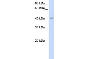 WB Suggested Anti-PARVB Antibody Titration:  0. (Parvin, beta anticorps  (C-Term))