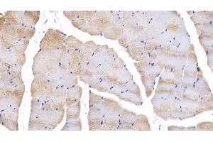 Detection of SIRT4 in Mouse Skeletal muscle Tissue using Polyclonal Antibody to Sirtuin 4 (SIRT4)