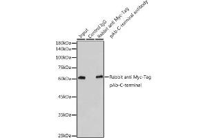Immunoprecipitation analysis of 300 μg extracts of 293T cells using 3 μg Rabbit anti Myc-Tag pAb-C-terminal antibody (ABIN3020568 and ABIN3020569). (Myc Tag anticorps)