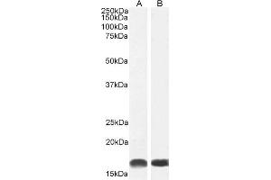 ABIN184738 (1µg/ml) staining of Human Frontal Cortex (A) and (0.