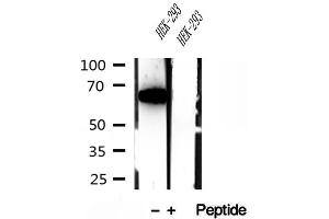 Western blot analysis of extracts of HEK-293 cells, using METTL3 antibody. (METTL3 anticorps)