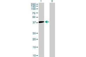 Western Blot analysis of ISL2 expression in transfected 293T cell line by ISL2 MaxPab polyclonal antibody. (ISL2 anticorps  (AA 1-359))