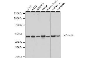 Western blot analysis of extracts of various cell lines, using γ-Tubulin Rabbit mAb (ABIN7271052) at 1:1000 dilution. (TUBG1 anticorps)