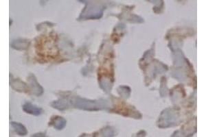 Immunohistochemistry (IHC) image for anti-Caspase 12 (Gene/pseudogene) (CASP12) (AA 95-318), (N-Term) antibody (ABIN567795) (Caspase 12 anticorps  (N-Term))
