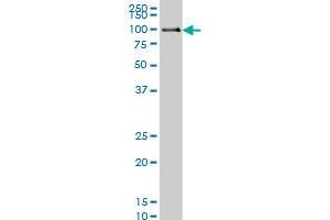 POLK monoclonal antibody (M01), clone 6F2 Western Blot analysis of POLK expression in Hela S3 NE .