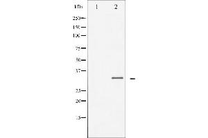 Western blot analysis of C/EBP-beta expression in NIH-3T3 whole cell lysates,The lane on the left is treated with the antigen-specific peptide. (CEBPB anticorps  (Internal Region))
