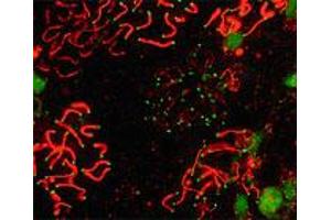 Immunofluorescence staining of SYCP1 on mouse pachytene preparation (red) with SYCP1 polyclonal antibody . (SYCP1 anticorps  (C-Term))