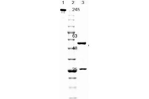 SDS PAGE of Mouse anti-GFP antibody. (GFP anticorps  (AA 246))