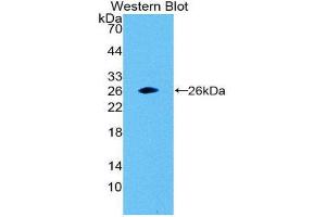 Western Blotting (WB) image for anti-Glutathione S-Transferase alpha 1 (GSTA1) antibody (Biotin) (ABIN1173292) (GSTA1 anticorps  (Biotin))