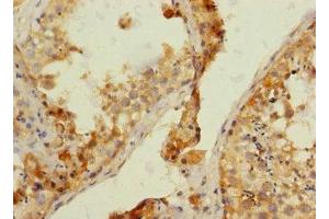Immunohistochemistry of paraffin-embedded human testis tissue using ABIN7161917 at dilution of 1:100 (NRBP1 anticorps  (AA 406-535))