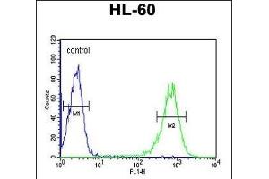 RPS8 Antibody (N-term) (ABIN6242934 and ABIN6579050) flow cytometric analysis of HL-60 cells (right histogram) compared to a negative control cell (left histogram).