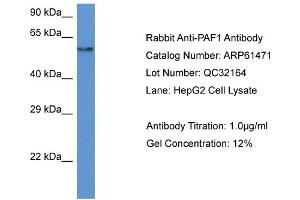 Western Blotting (WB) image for anti-Paf1, RNA Polymerase II Associated Factor, Homolog (PAF1) (N-Term) antibody (ABIN2788815) (PAF1/PD2 anticorps  (N-Term))