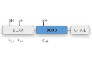 BoxB is one of the DNA binding domains of HMGB1 protein (HMG boxes).