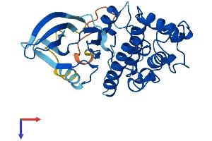 AlphaFold protein structure predicition of Human Recombinant CDK2 Protein, UniprotID P24941