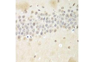 Immunohistochemistry of paraffin-embedded mouse brain using Nono Antibody. (NONO anticorps  (AA 1-300))