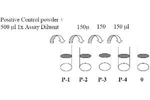 This picture shows the preparation of the positive control. (AKT1 Kit ELISA)