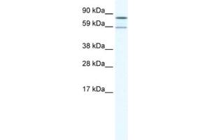 Western Blotting (WB) image for anti-Poly A Specific Ribonuclease (PARN) antibody (ABIN2461521) (PARN anticorps)
