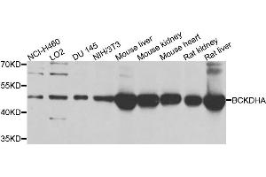 Western blot analysis of extracts of various cells, using BCKDHA antibody. (BCKDHA anticorps)